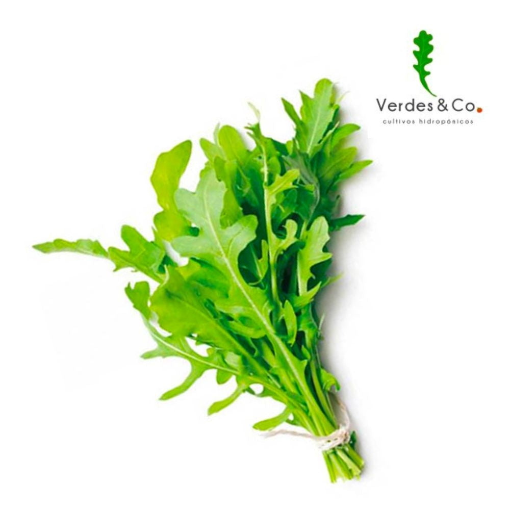 ARUGULA HIDROPONICA 100 GR