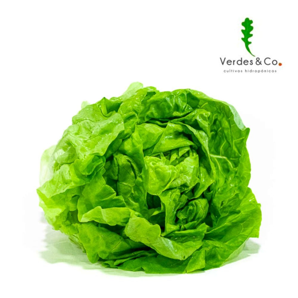 LECHUGA MANTEQUILLA VERDE HIDROPONICA200 GR