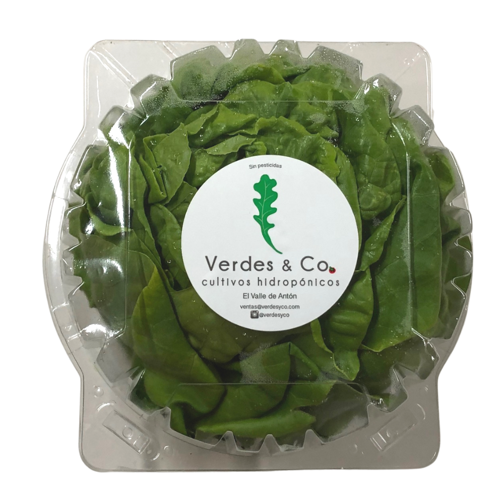 LECHUGA MANTEQUILLA VERDE HIDROPONICA200 GR