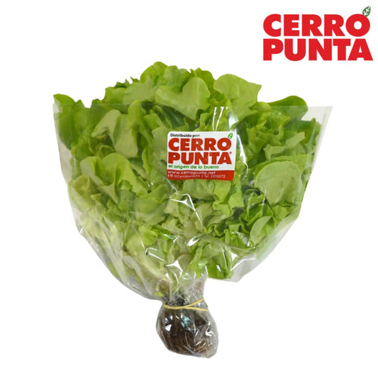 LECHUGA ROBLE VERDE HIDROPONICA CERRO PUNTA 200 GR