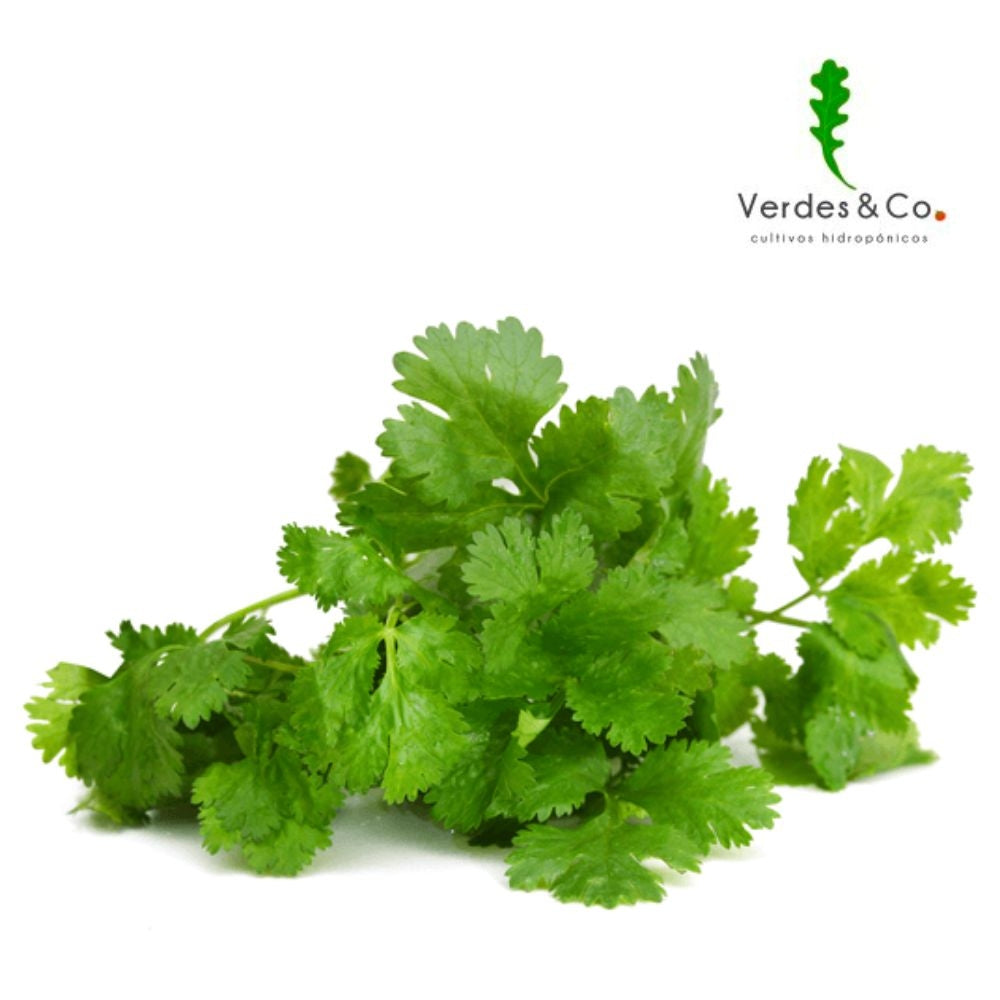 CILANTRO HIDROPONICO 25 GR