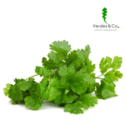 CILANTRO HIDROPONICO 25 GR